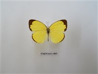 藏品(亮色黃蝶)的圖片